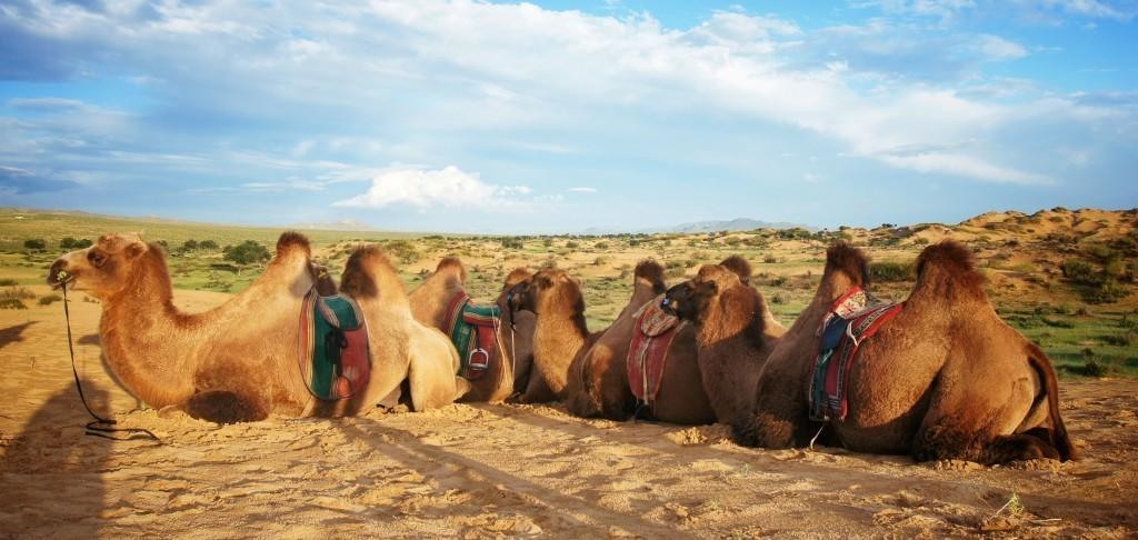 Majestic Gobi Tour Operator And Guest House Ulan Batur Dış mekan fotoğraf